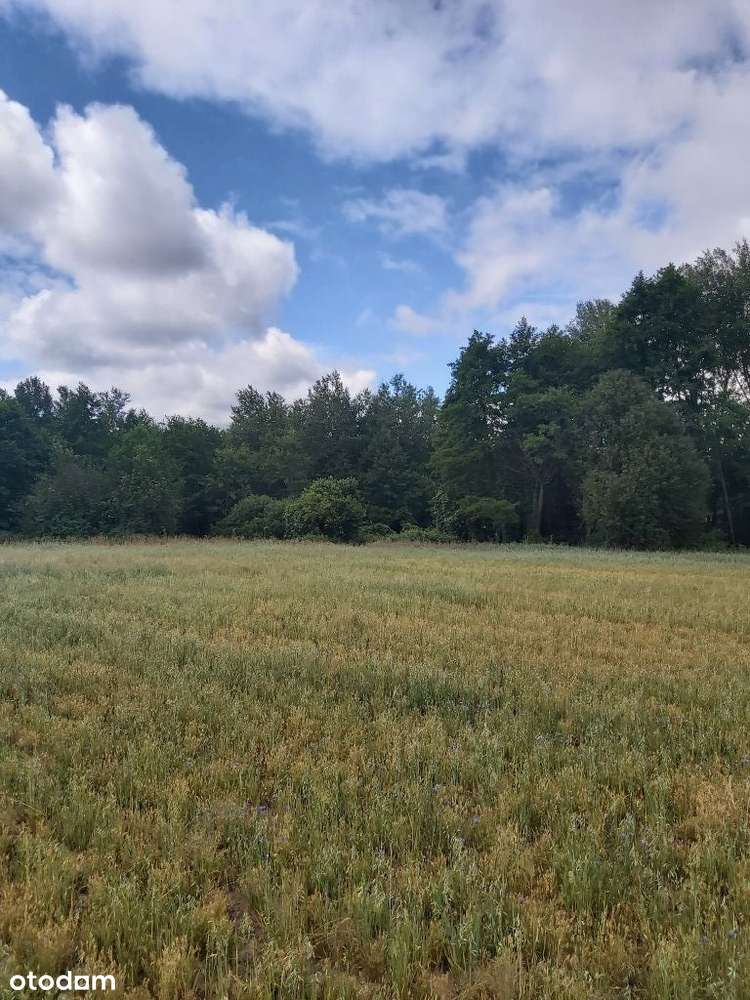 Sprzedam działkę rolną w Gójsku 42900 m2 - Pełny obrazek: 5/13