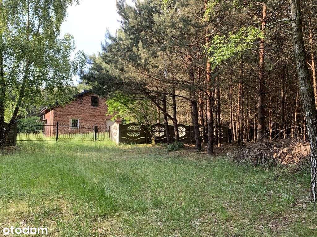 dom w środku lasu gm. Izbica Kujawska woj Kujawsko-0