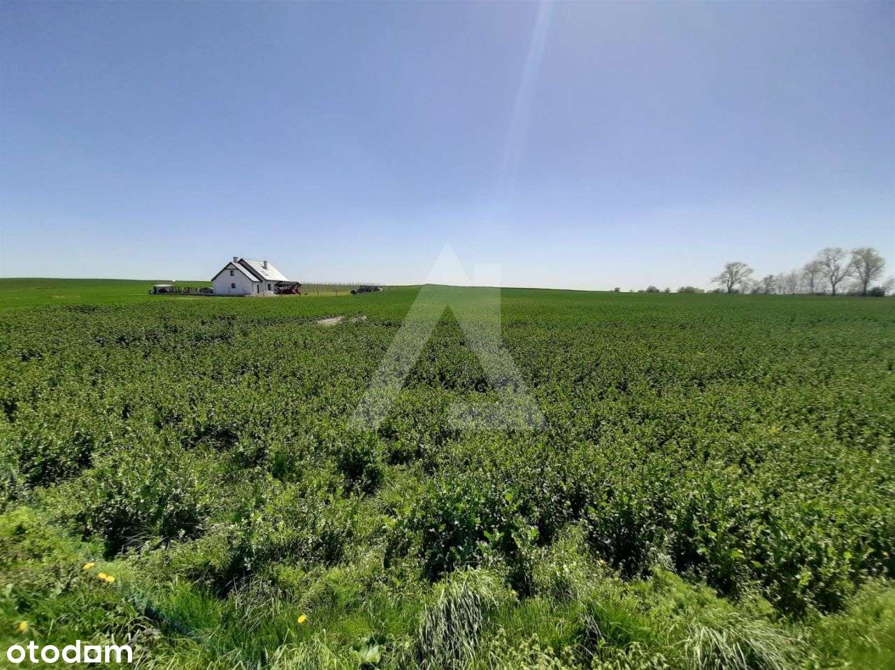 Działka budowlana 1778 mkw z warunkami zabudowy - Pełny obrazek: 5/7