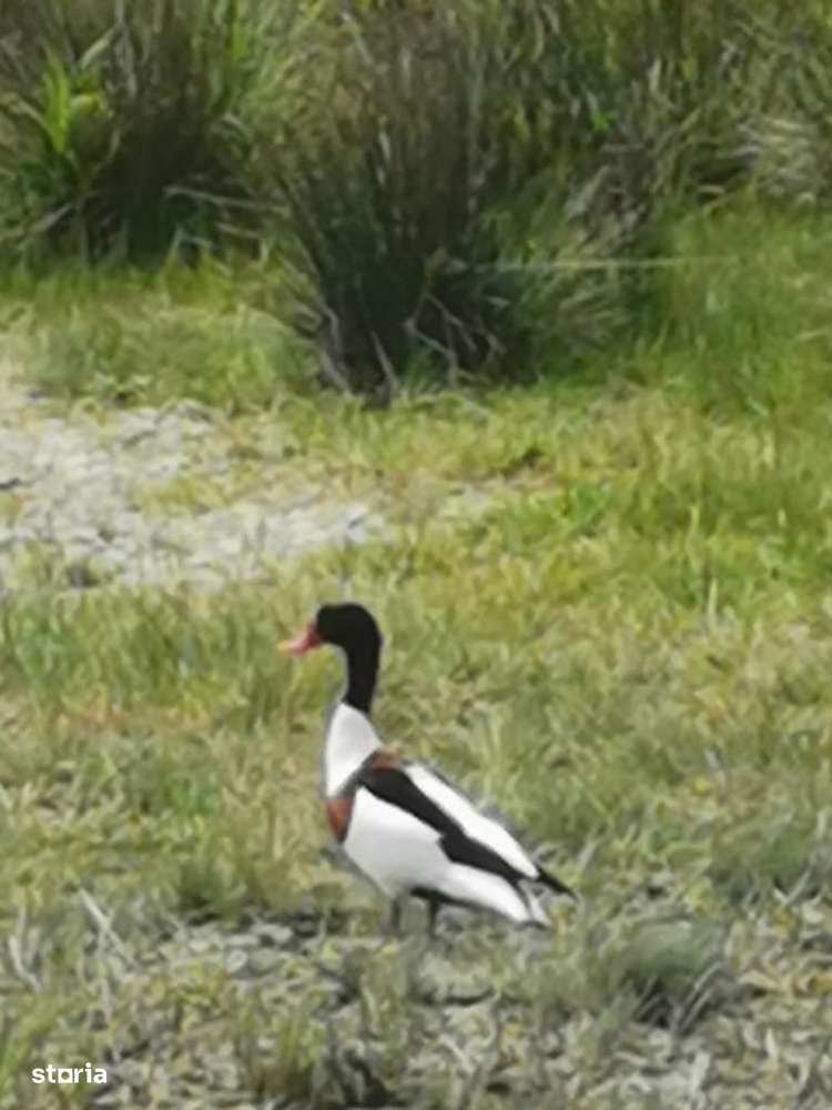 Tulcea-Sulina- Letea-C.A.Rosetti teren intravilan central 2300mp-7