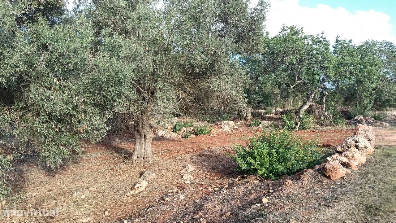 Terreno rustico com luz no Areeiro-Alte - Grande imagem: 2/4
