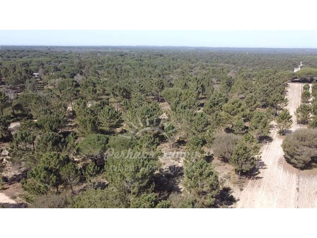 Quinta com Projeto Aprovado para Construção de Habitação - Melides - Grande imagem: 5/26