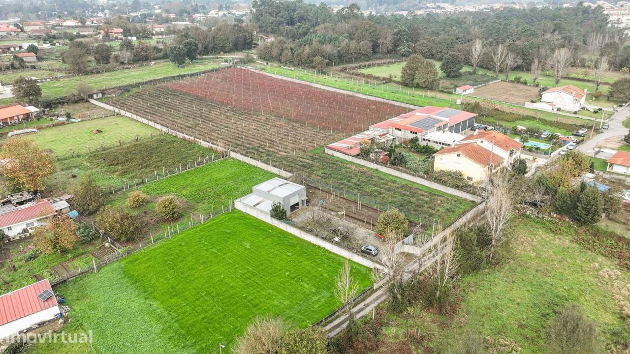 Quinta de Produção de  Mirtilos - Grande imagem: 5/15