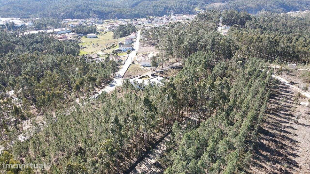 Terreno Florestal - Grande imagem: 5/6