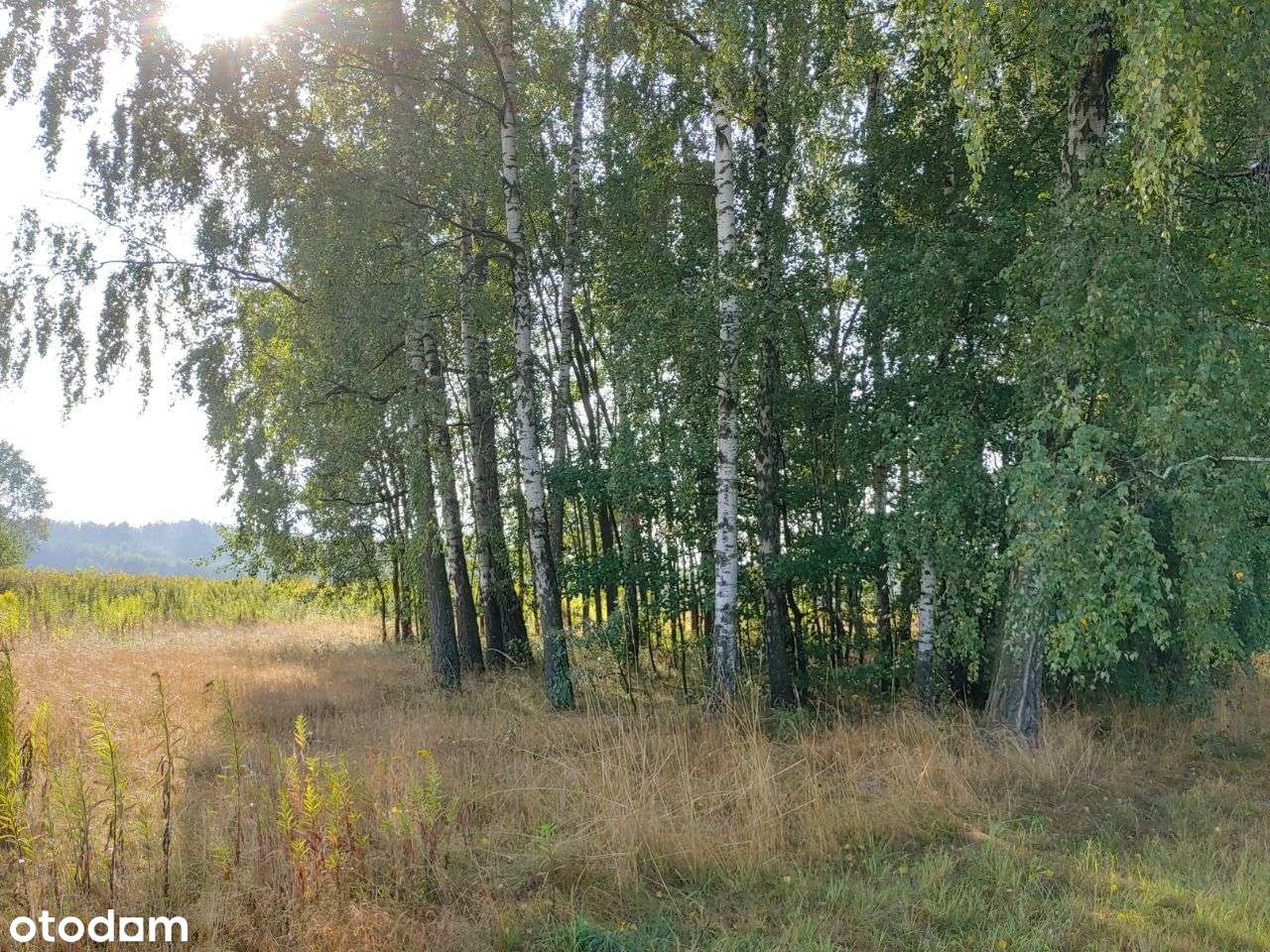 Działka rolna 1,16 ha, 50min od Warszawy - Pełny obrazek: 5/7