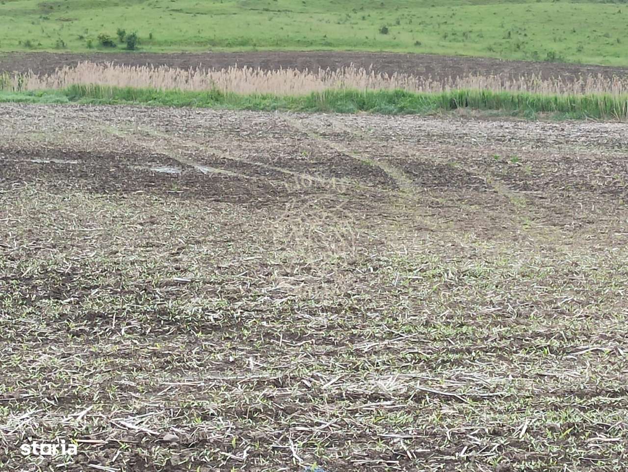 Teren intravilan 1000 mp cu utilitati-ideal casa P+2E-Sarata - Imagine principală: 2/3