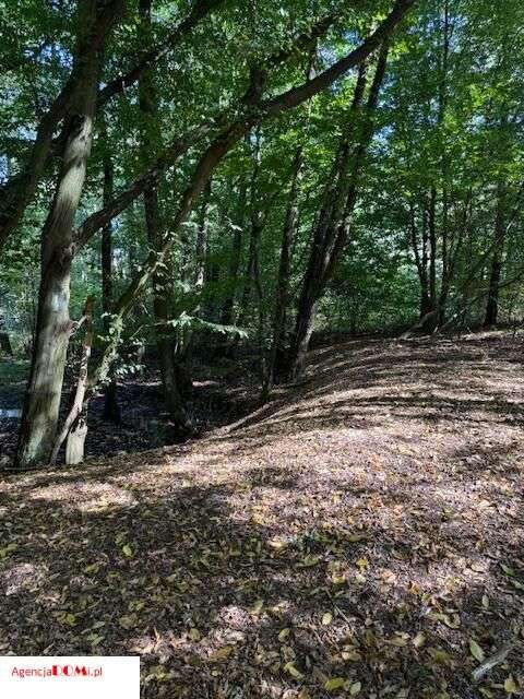 Siestrzeń, 10 000m,do podziału na 6 działek,z Mpzp-9
