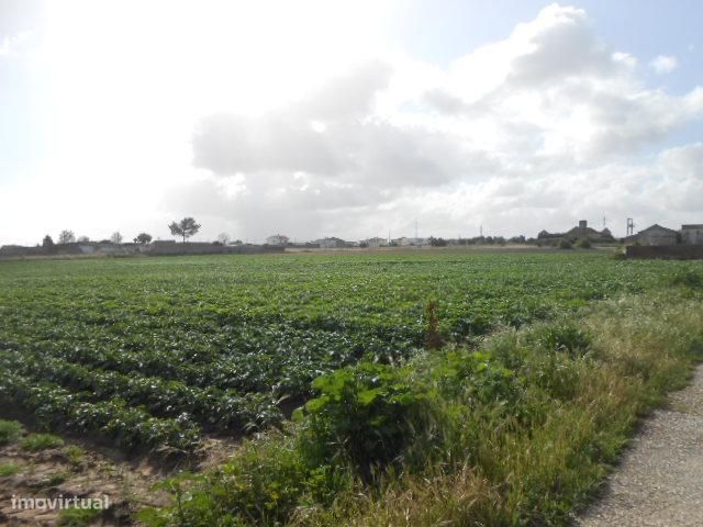 Terreno Rústico com 59.800 m2 - SAMOUCO -MONTIJO