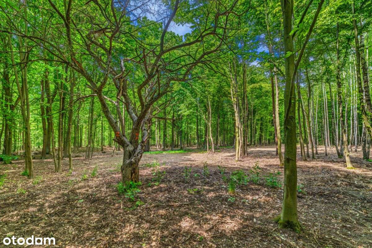 Działka z wydanymi warunkami zabudowy 2 domy - Pełny obrazek: 2/11