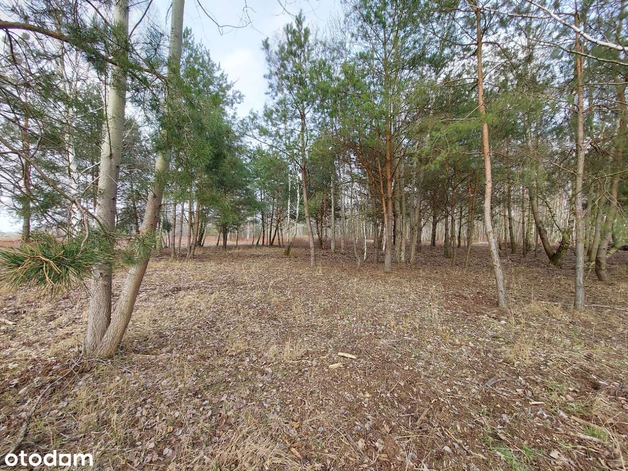 Działka  budowlana w Łubnej w Gminie Góra Kalwaria-2