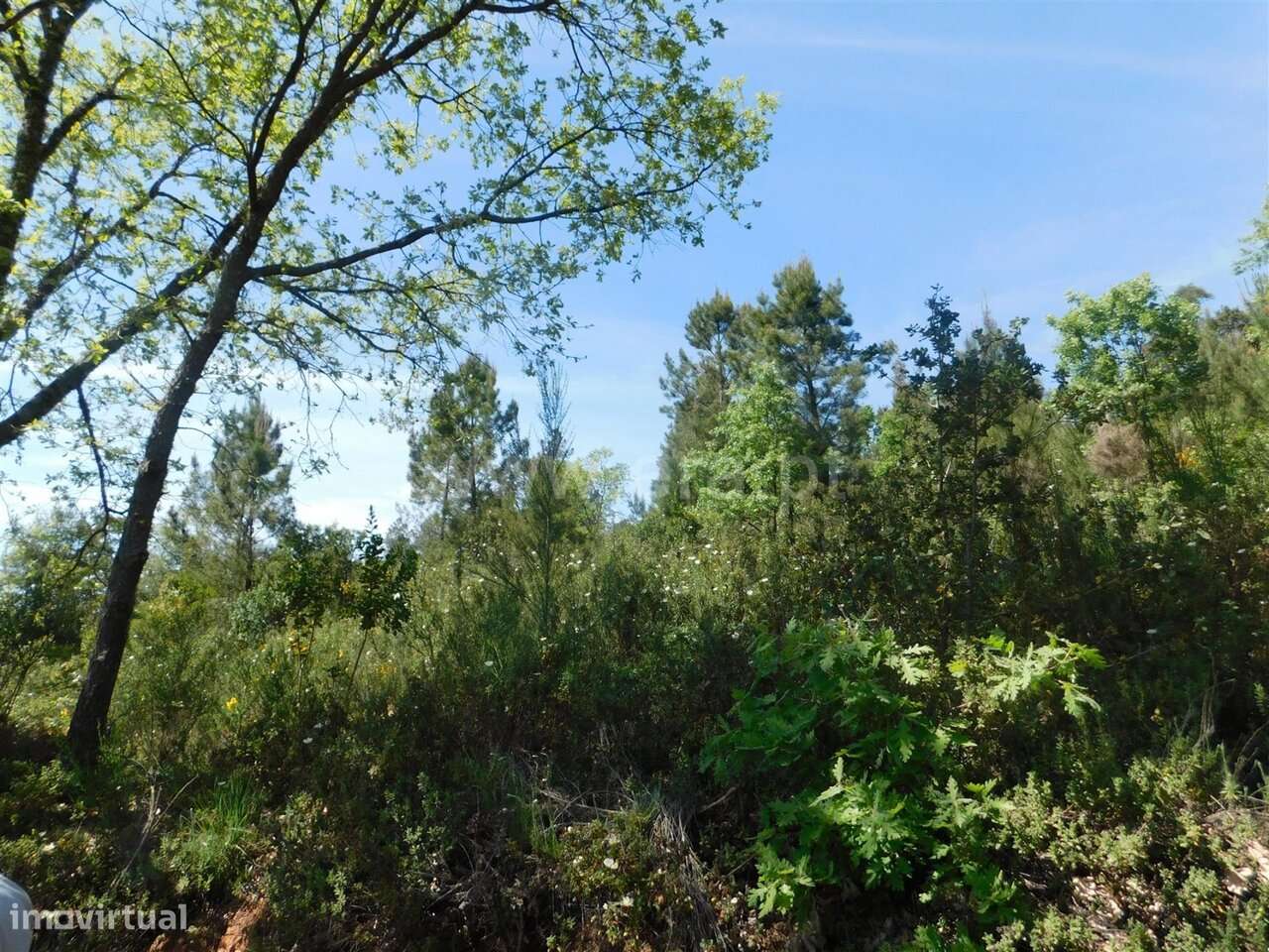 Terreno Rústico / Fundão, Fatela-12