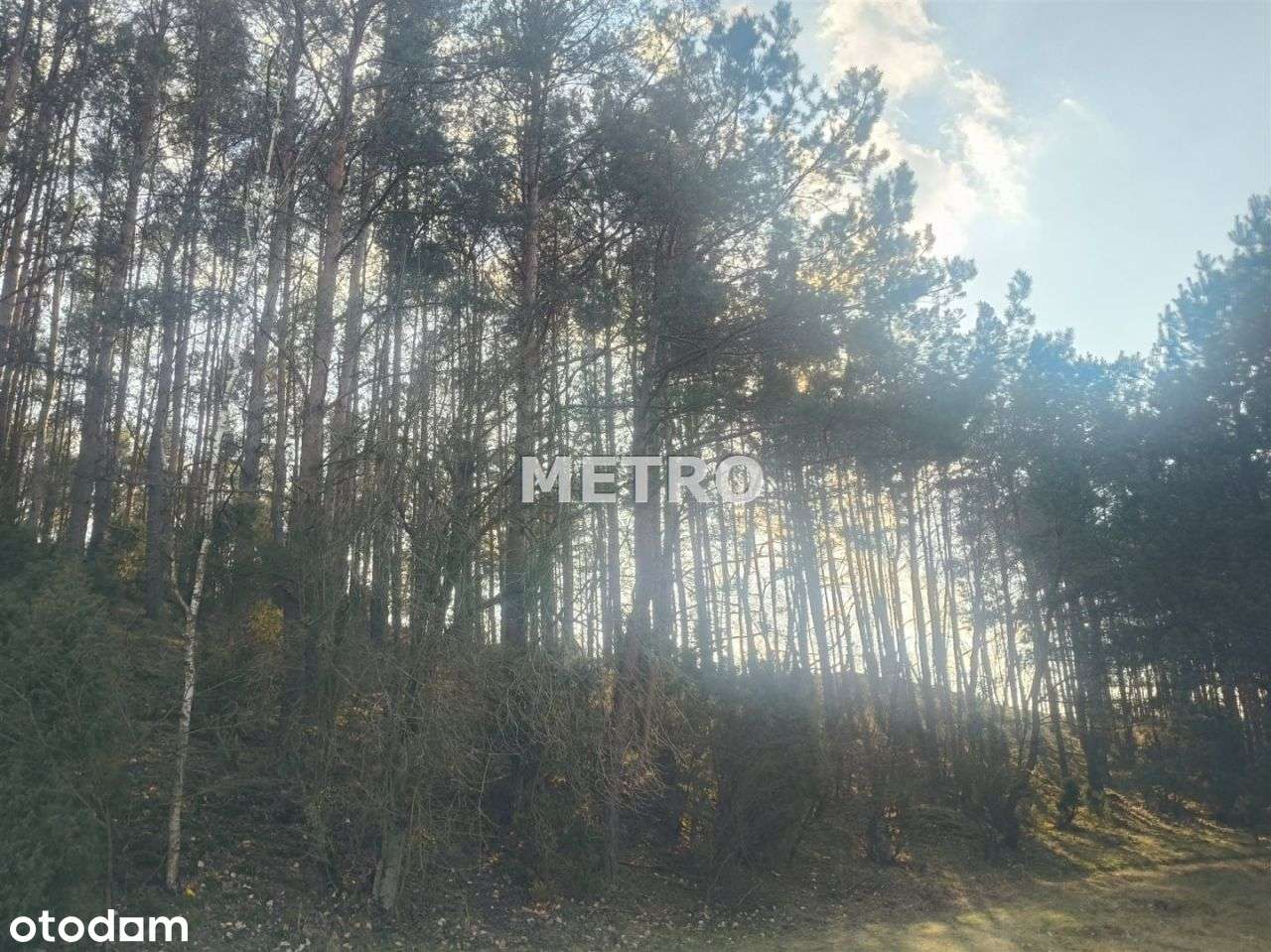 Działka ze ścianą lasu - Pełny obrazek: 5/8