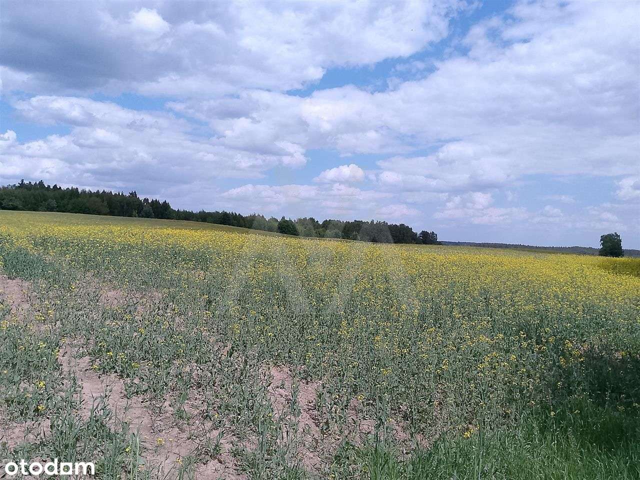 Działka budowlana - Graniczna Wieś - Pełny obrazek: 4/8