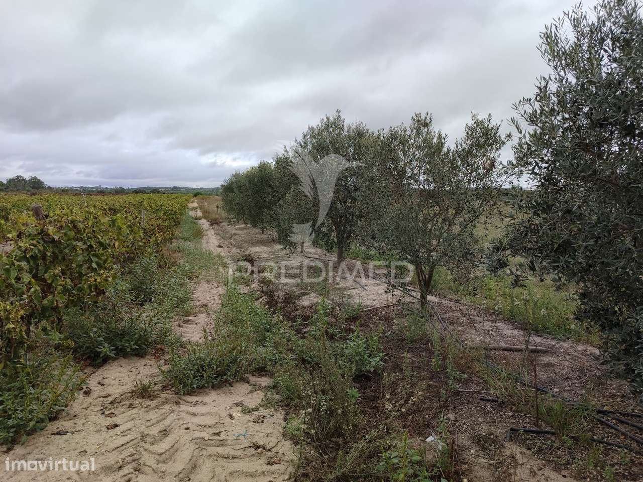 Vinha 2.5 he com Oliveiras  Furo a 1 hora de lisboa - Grande imagem: 3/5