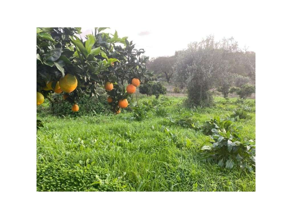 EXCLUSIVO! Quinta com Enorme Potencial no Coração do Alentejo Um Re...-29