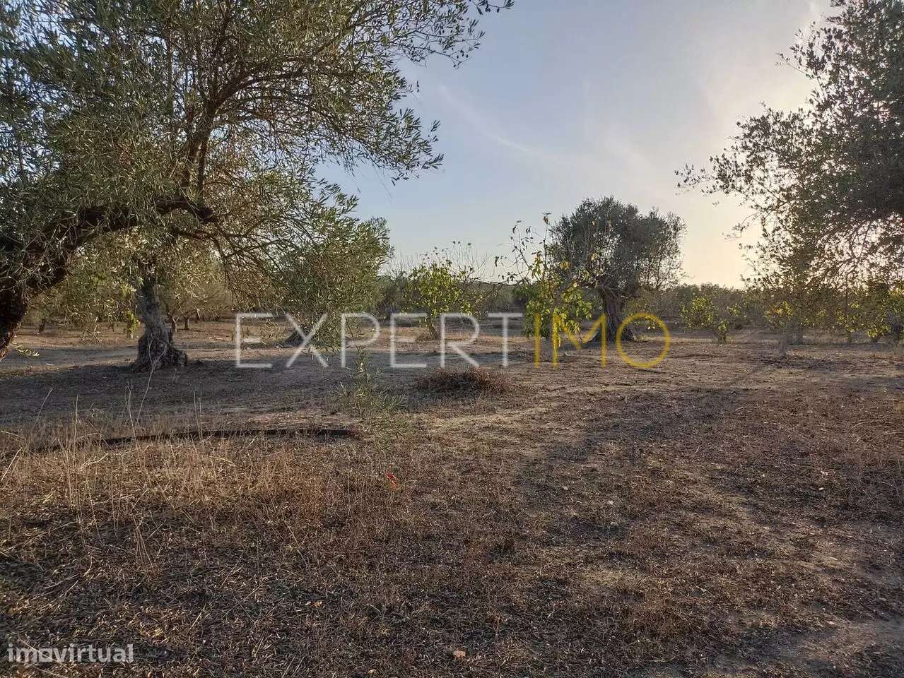 Terreno aberto na região de Serpa para venda - Grande imagem: 5/25