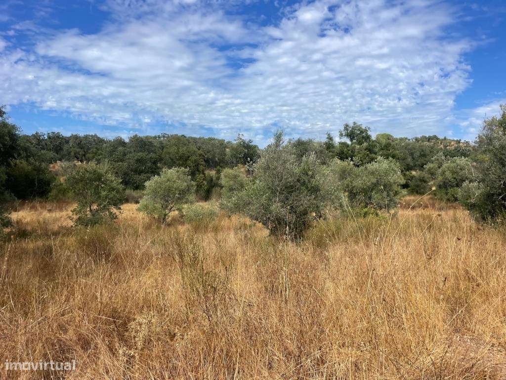 HERDADE COM 100 HECTARES E BASTANTE ARBORIZAÇÃO-13