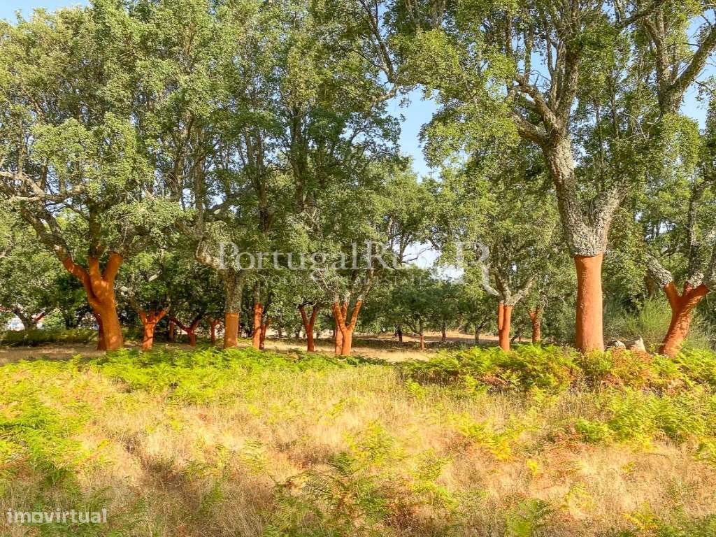 Quinta de 10 ha com projeto aprovado para 2 moradias em Marvão-57