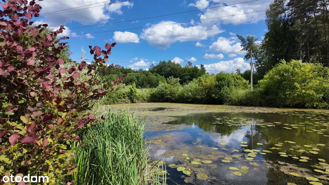 Posiadłość Przegędza - Staw, Las-7