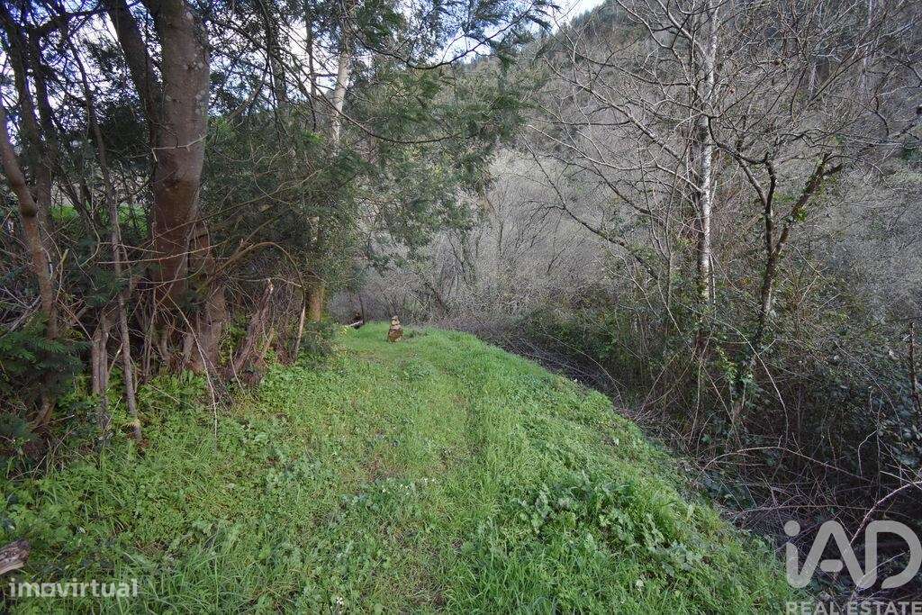 Terreno Agrícola em São Miguel, Santa Eufémia e Rabaçal - Grande imagem: 4/22