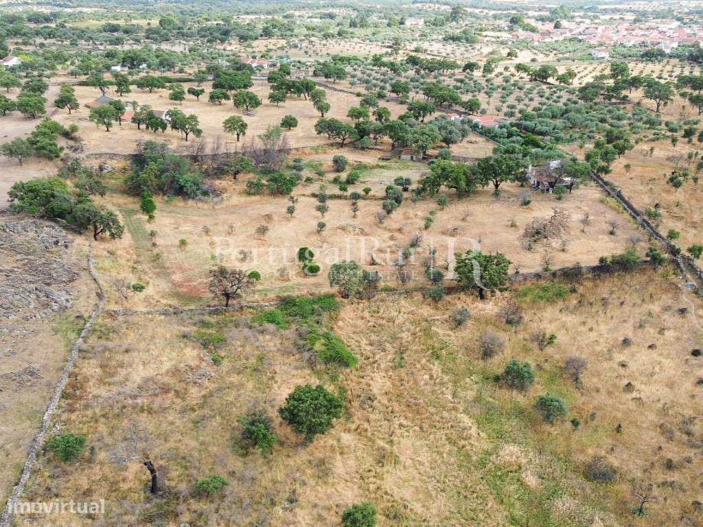 Quintinha de 1.8 hectares em Medelim-26