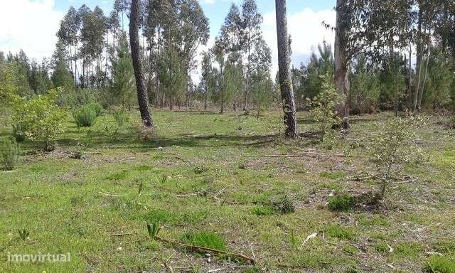 Terreno com 5000m2 em Ribeira do Fárrio, Camarões, Concelho de Ouré-6
