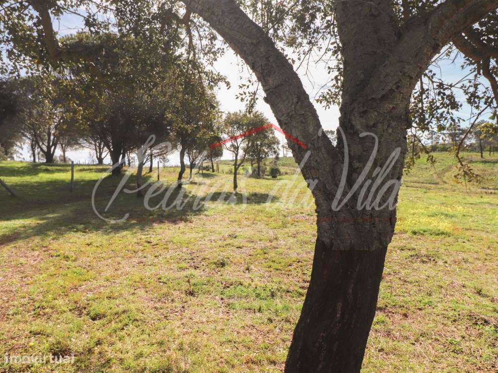 Quinta com 6,5ha em Vale Juncal - São Teotónio-36