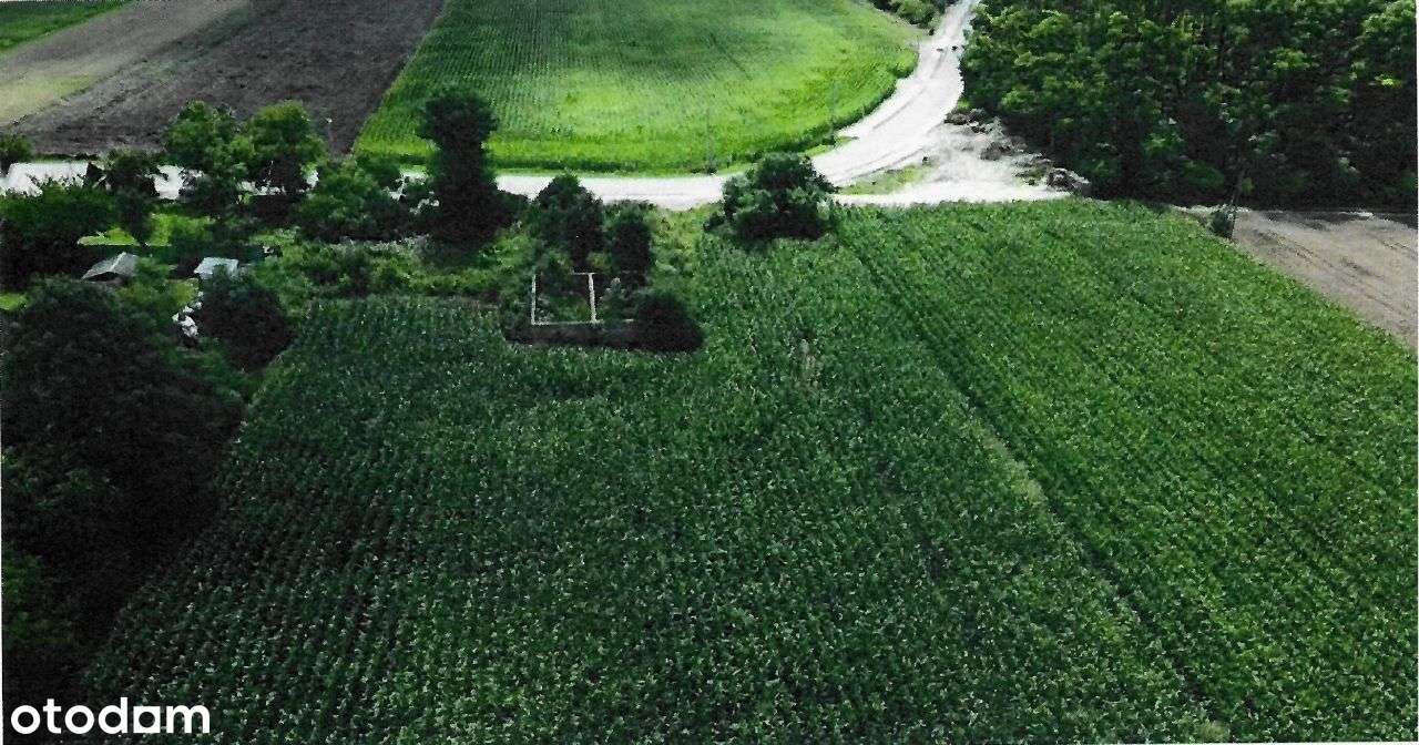 Działki w Kamień Kolonia (cena do negocjacji) - Pełny obrazek: 4/15