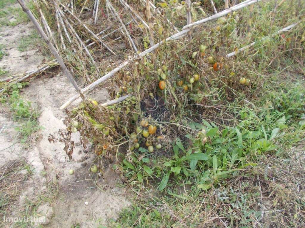 Terreno 6.400m2 p Moradia - Grande imagem: 2/4