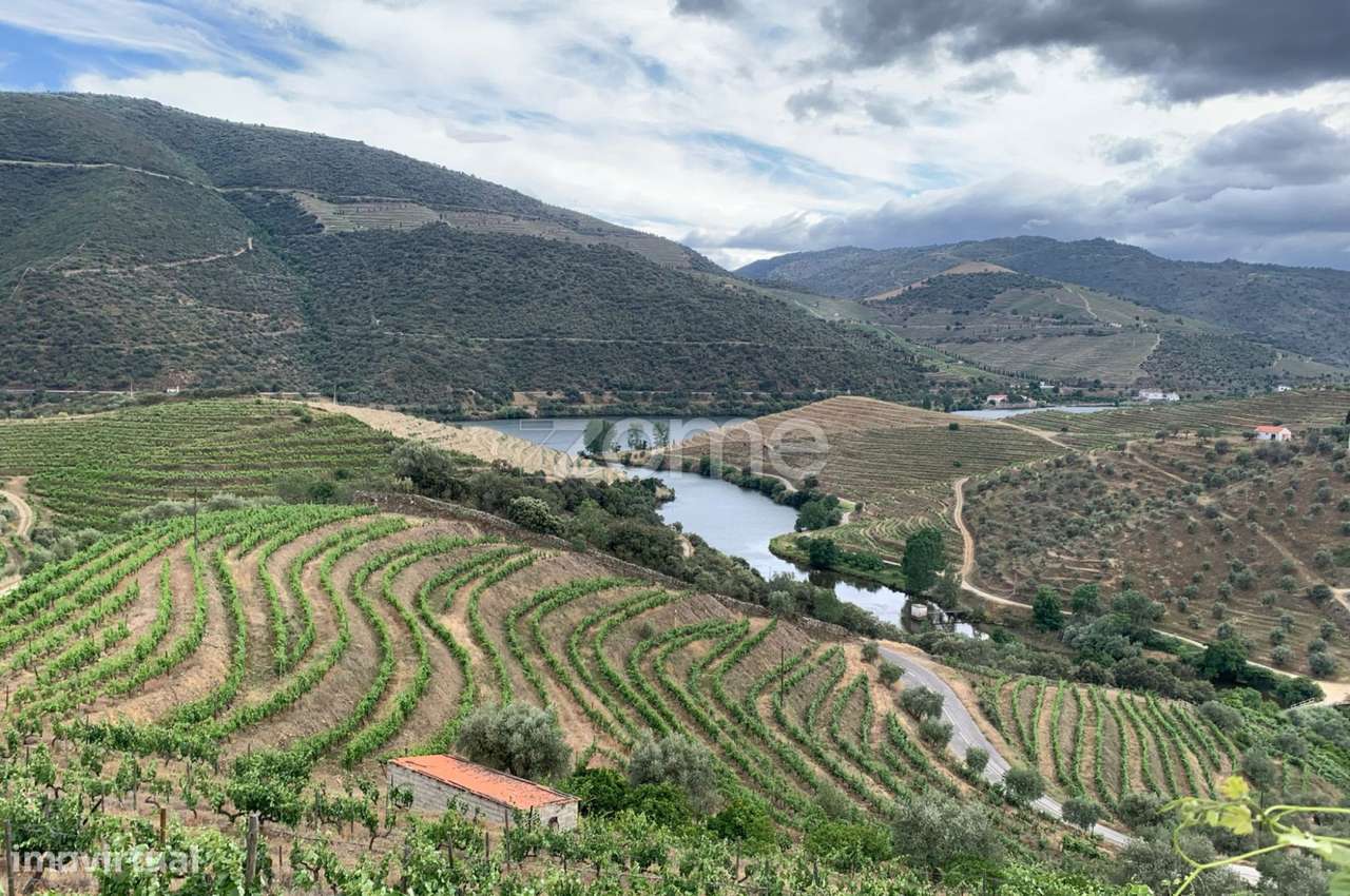 Terrenos com vinhas para produção de Vinho do Porto - Grande imagem: 3/7