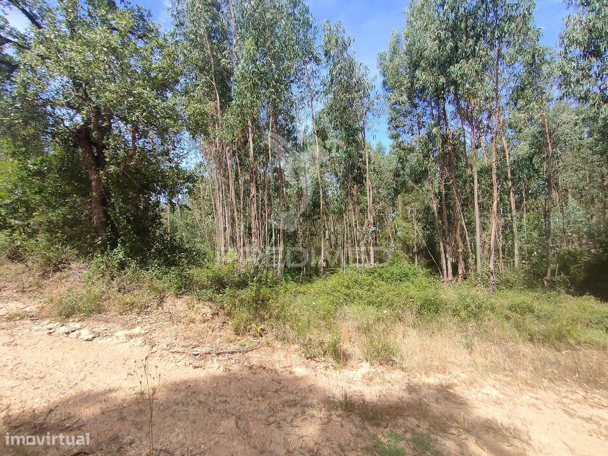 Terreno Rústico - Asseiceira, Tomar - Grande imagem: 2/8