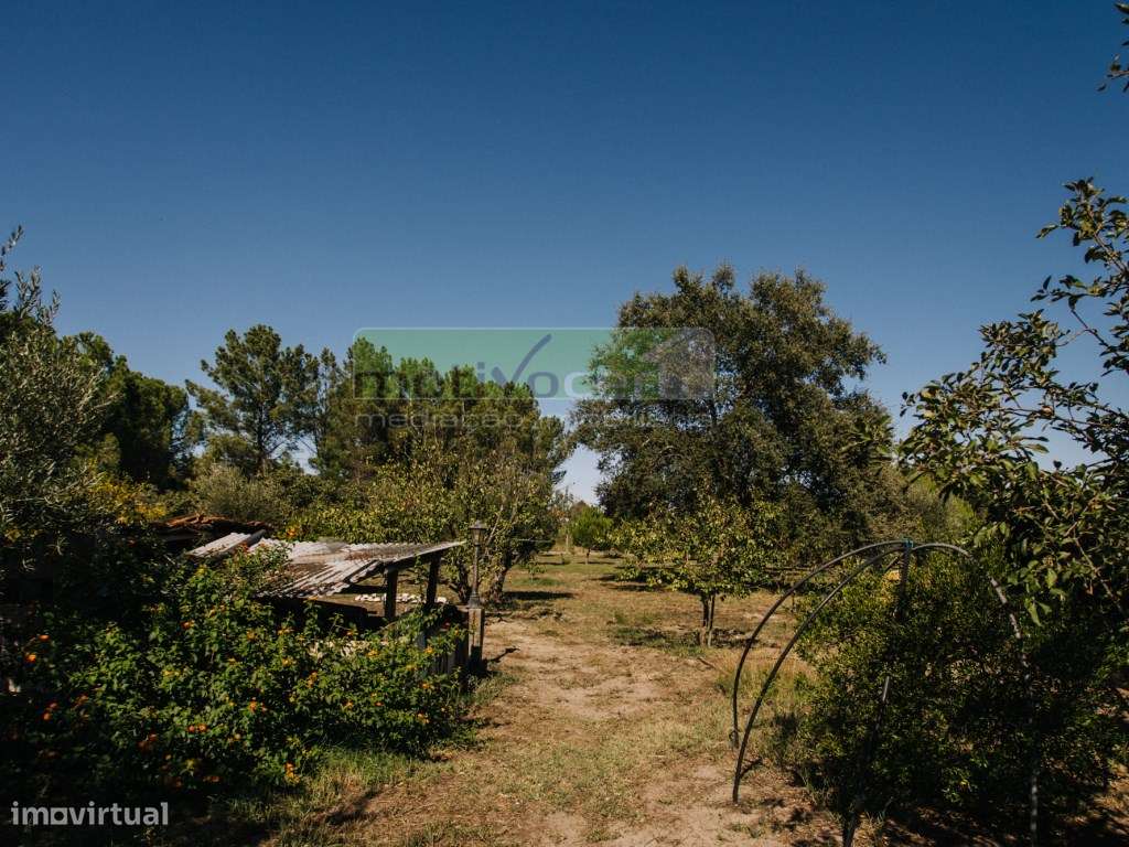 Moradia Térrea T4 em Quinta de 11.250 m² com Árvores de Fruto. Em S...-41