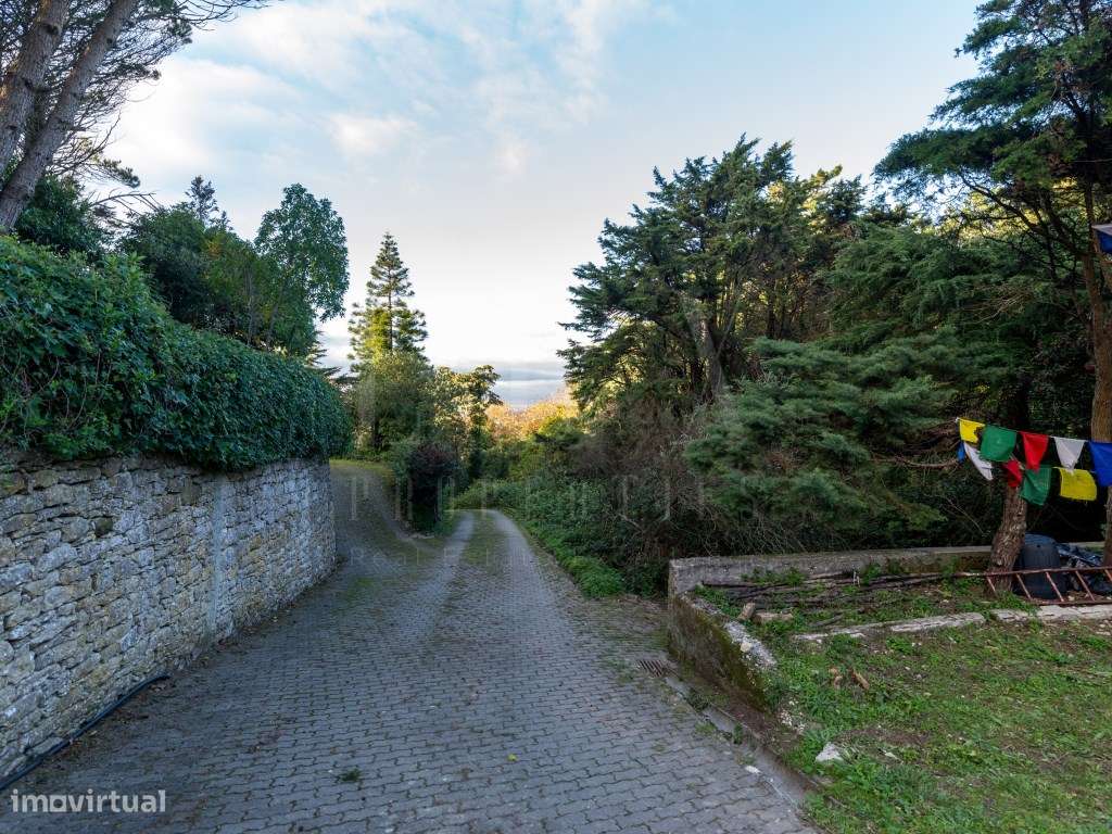 QUINTA COM 22.000 m² E TRÊS MORADIAS EM LOCALIZAÇÃO PRIVILEGIADA DE...-47