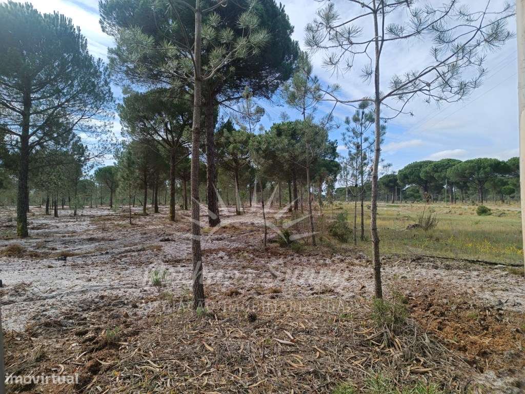 Herdade Bicas - Comporta-13