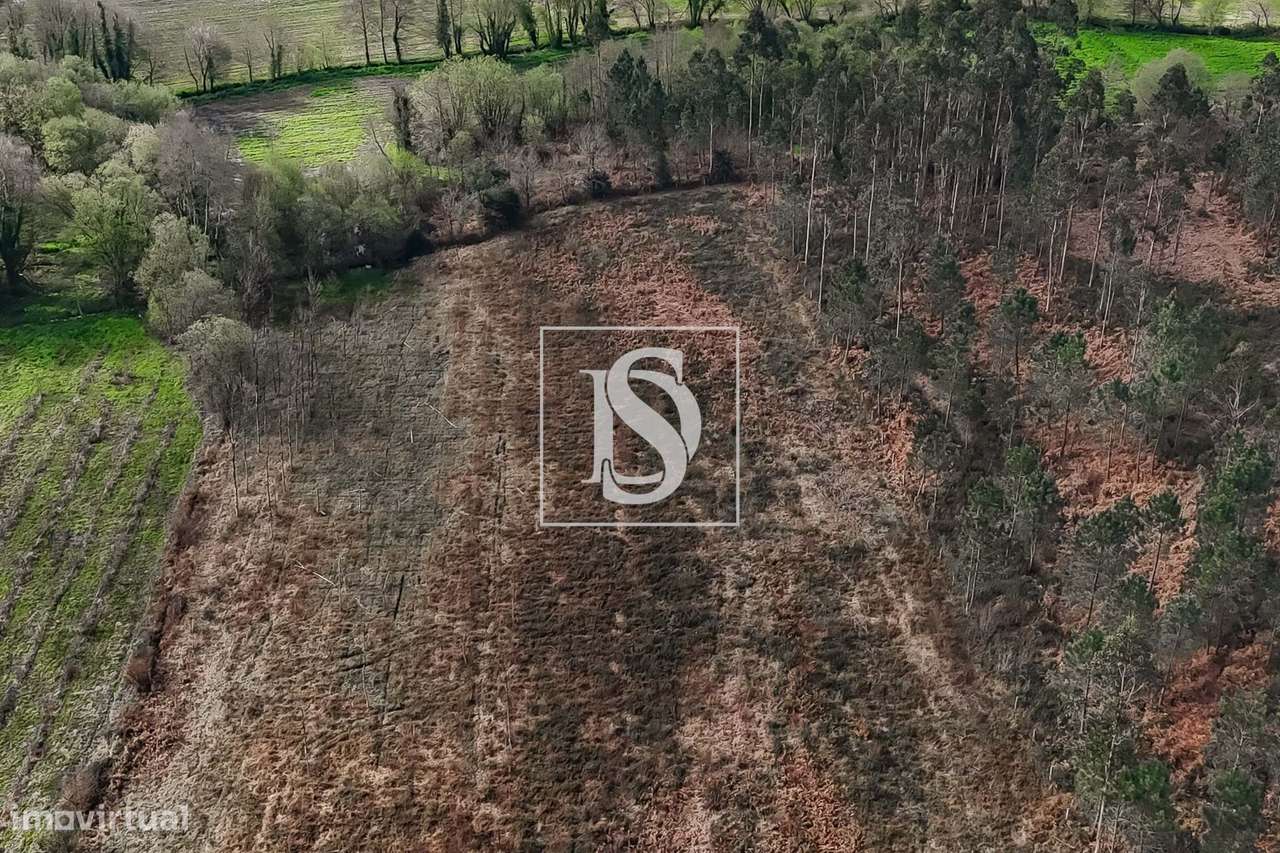 Terreno Agricola, plano e murado, em Ponte de Lima! - Grande imagem: 2/30