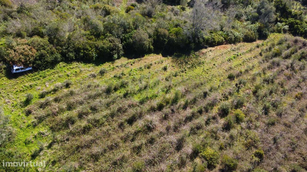 Terreno Agrícola com Vinha 4562 m² – Chanca, Sobral da Abelheira-9