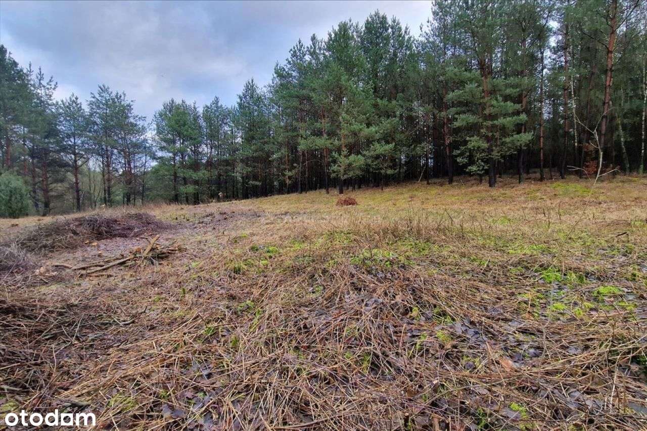 Piękna działka 1,32 ha w Nowej Wsi koło Ciechocina - Pełny obrazek: 5/12