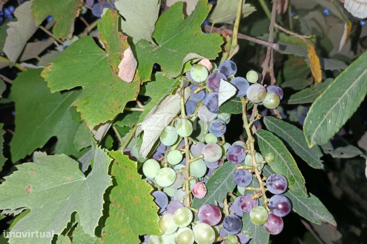 Terreno com casinha agrícola em Vila Verde, Braga - Grande imagem: 4/12