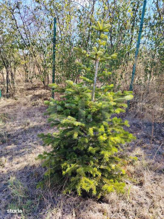 Teren intravilan de vanzare, 951 mp, Bucovat, sat Sarbatoarea - Imagine principală: 4/6