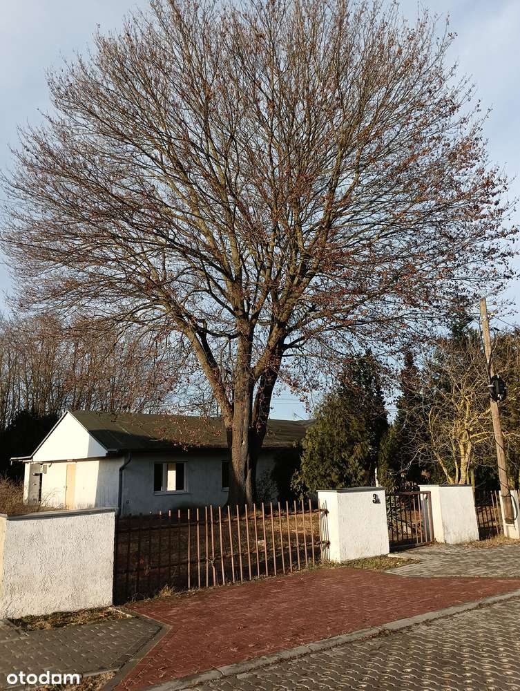 Dom z dużą działką w spokojnej okolicy – Cybinka, ul. Leśna-12