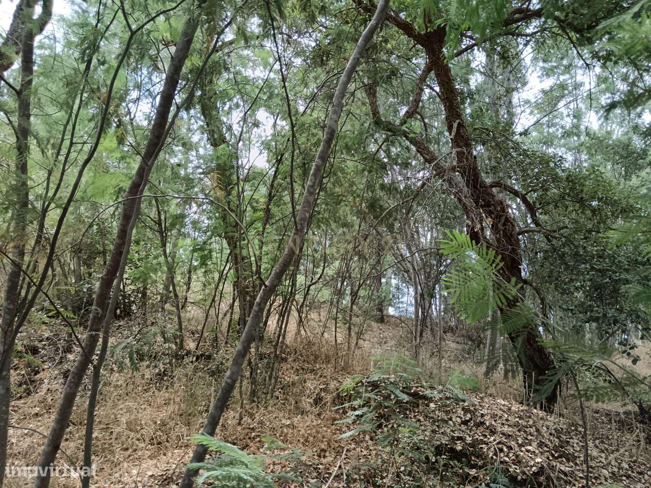 Terreno rústico, Palvarinho, Castelo Branco - Grande imagem: 4/11