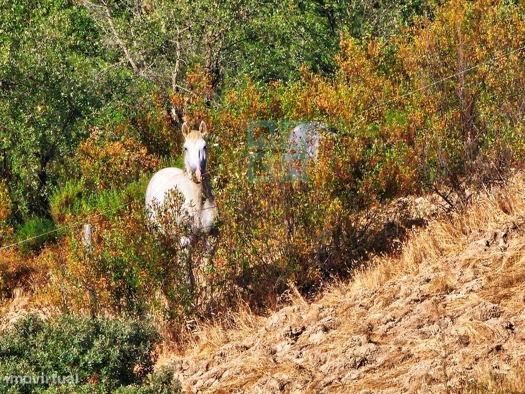 Herdade equestre com moradia T5 e piscina, 93,5ha, em Ourique, Alen...-19