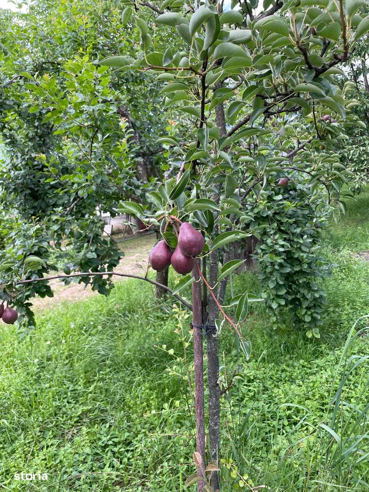 De vanzare Vie cu casuta intravilan Ardud-2