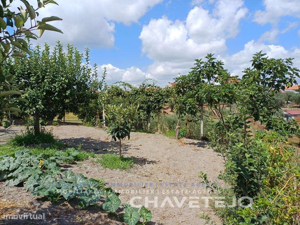 Moradia de Campo com Terreno, Furo de Água e Olival-39