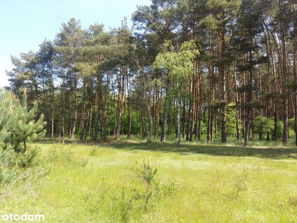 Atrakcyjne działki budowlane i usługowe wśród lasów - Pełny obrazek: 4/8