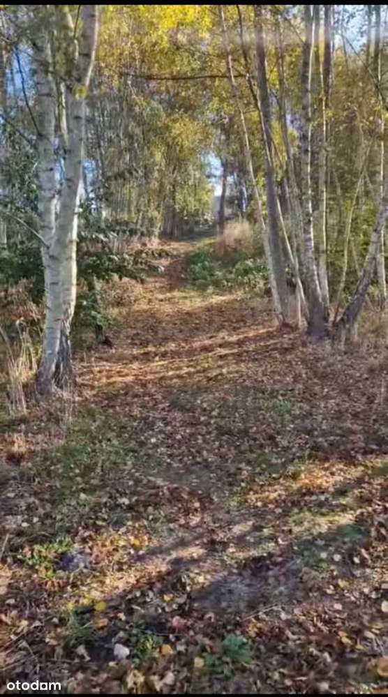 Działka budowlana 0,51 ha pod zabudowę – Orzesze - Pełny obrazek: 4/4