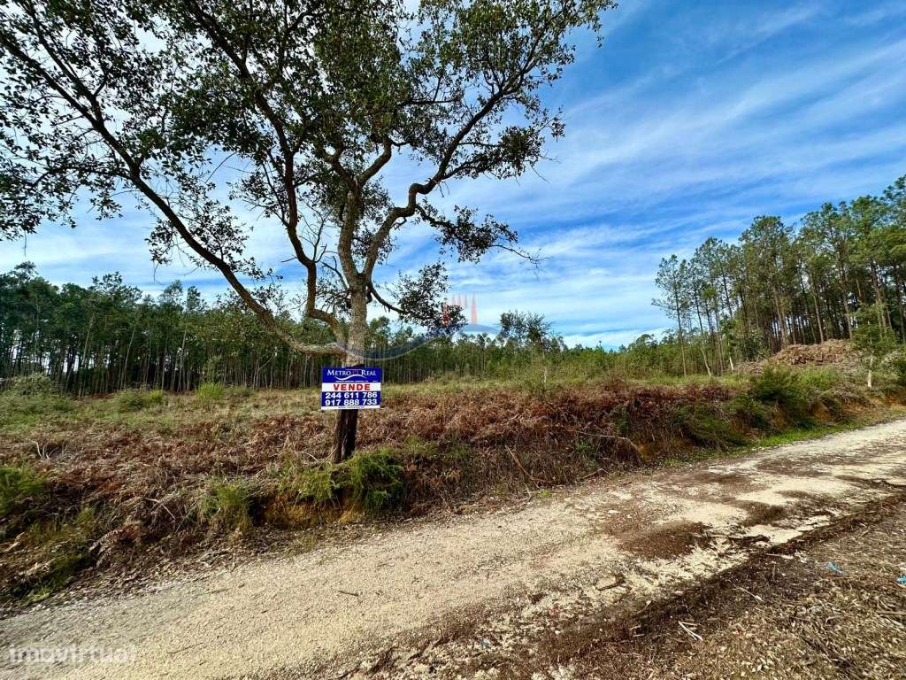 Terreno Florestal - Serra Porto de Urso. - Grande imagem: 3/21