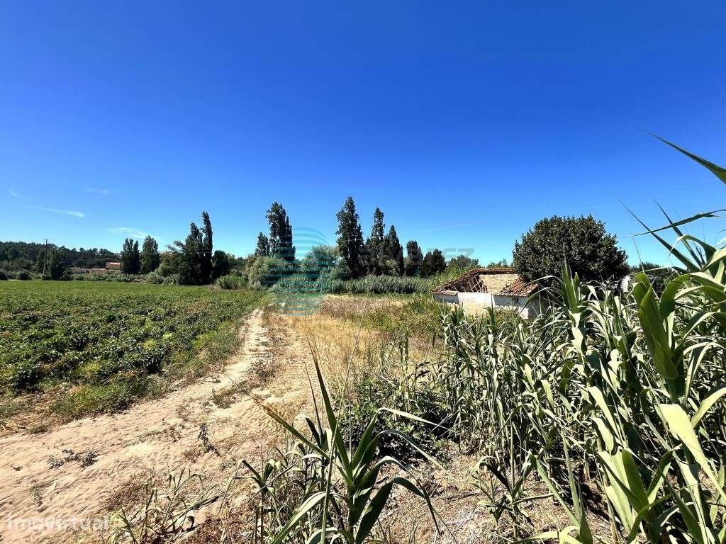 Terreno, em Rio Maior - Grande imagem: 5/11