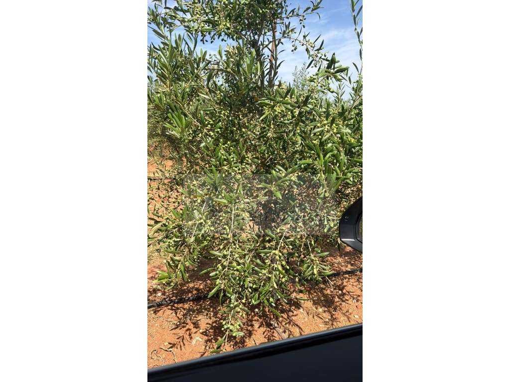 Venda de Sociedade Agrícola com Olival Superintensivo de Elevada Re...-6