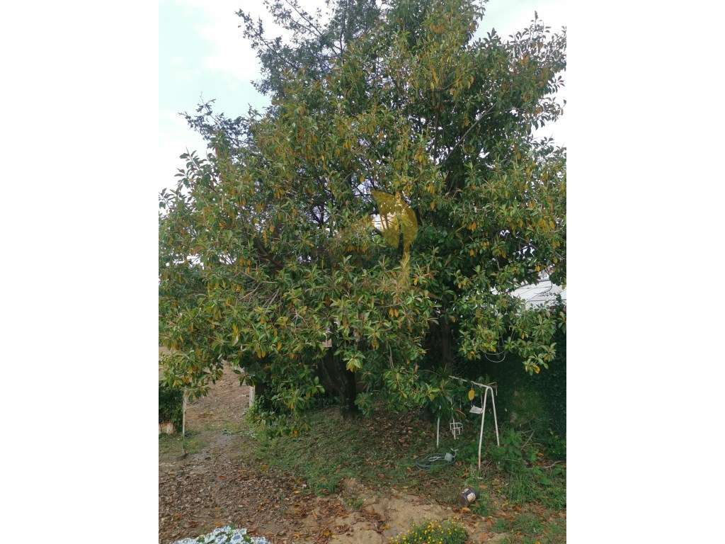 Quinta de Luxo-26